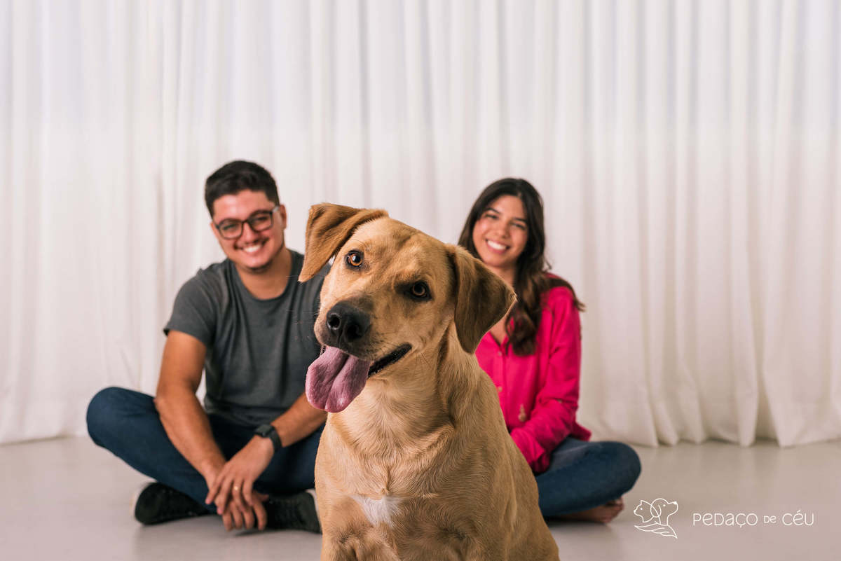 ensaio pet srd estúdio rio de janeiro