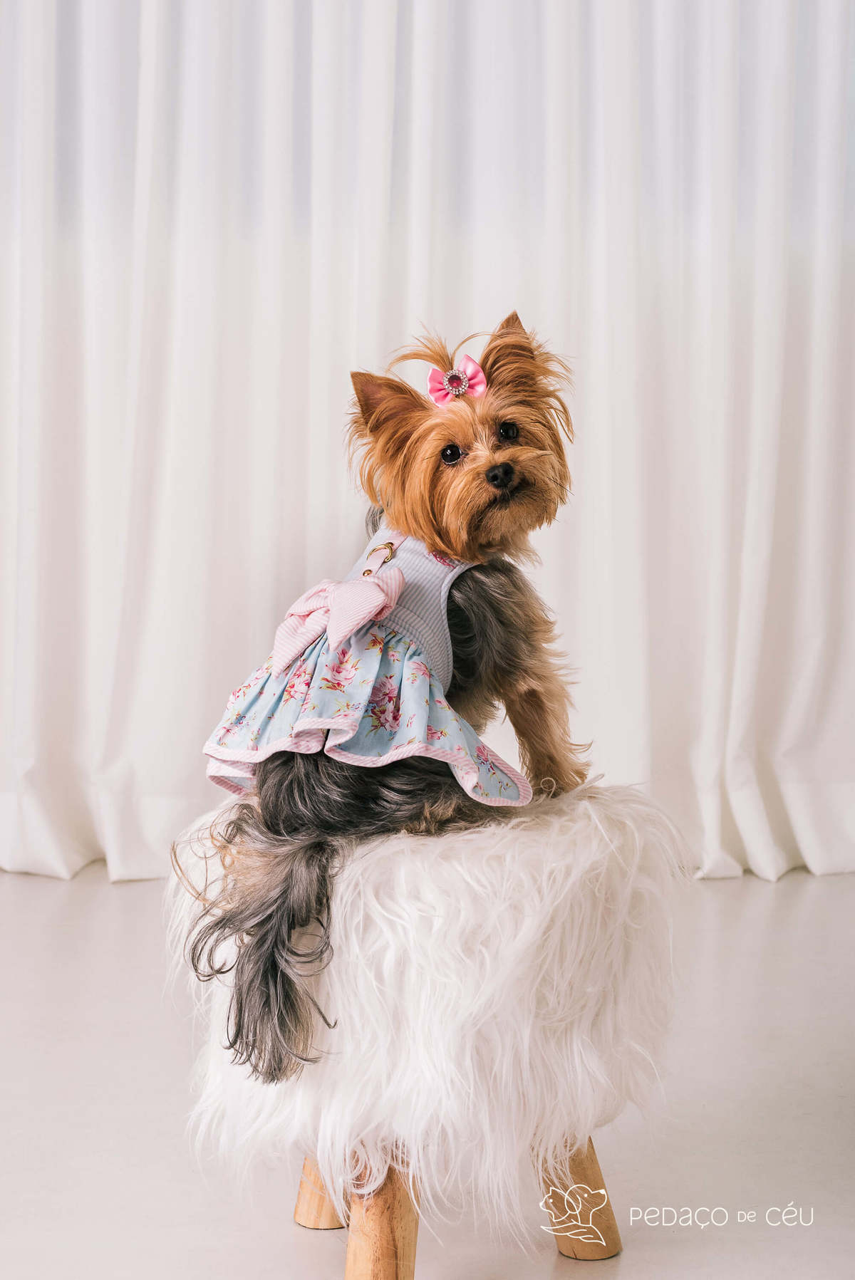 ensaio pet yorkshire estúdio rio de janeiro