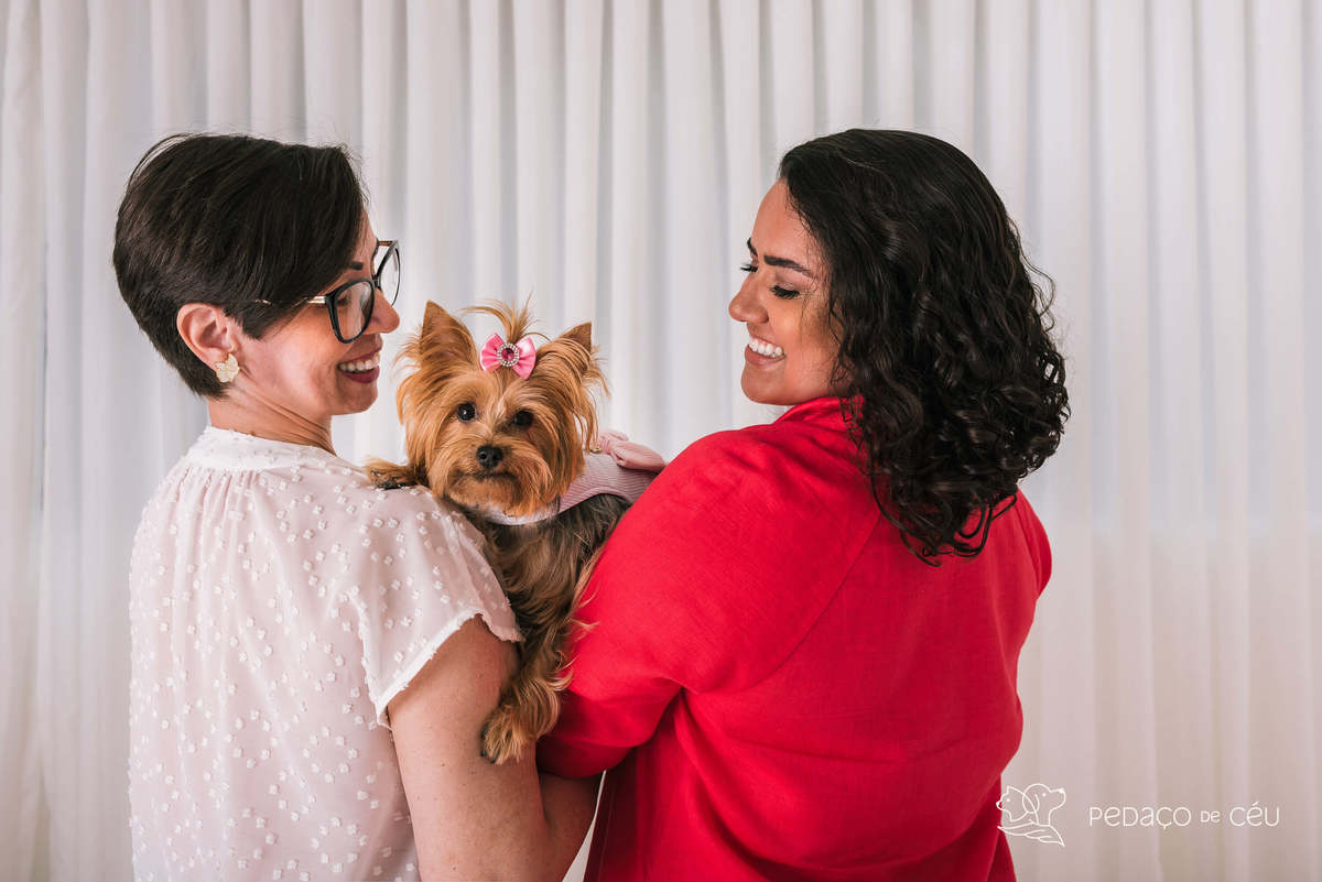 ensaio pet yorkshire estúdio rio de janeiro