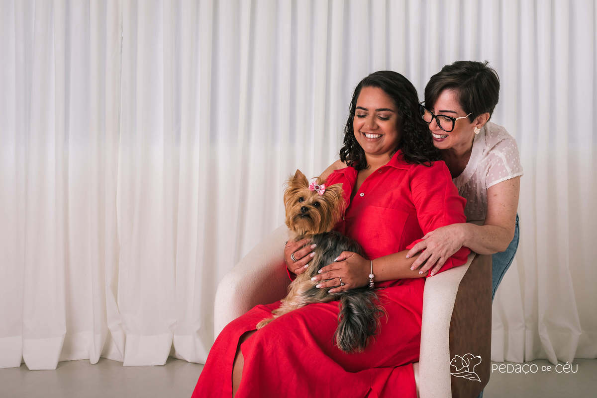 ensaio pet yorkshire estúdio rio de janeiro