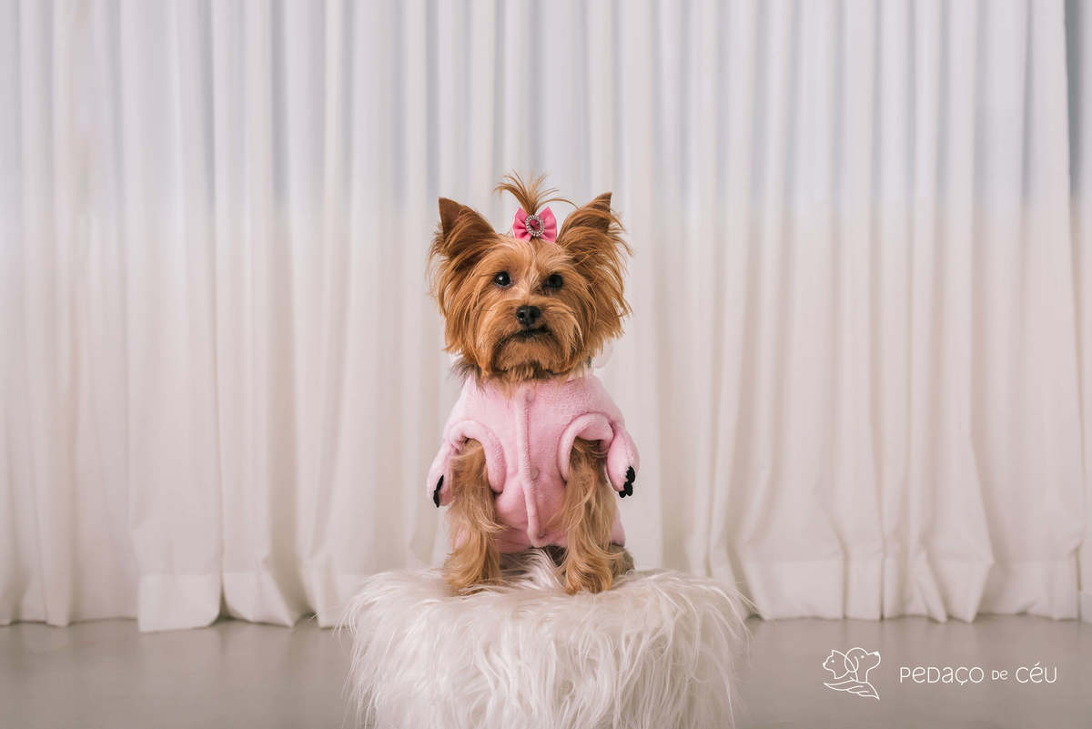 book pet yorkshire estúdio rio de janeiro