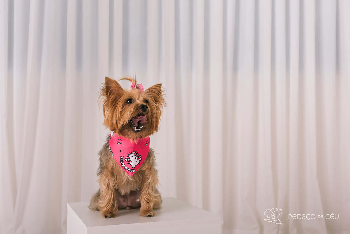 book pet yorkshire estúdio rio de janeiro