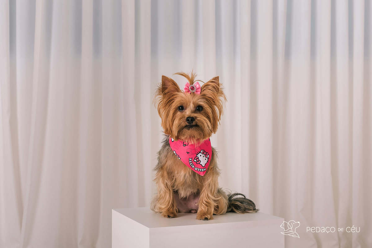 book pet yorkshire estúdio rio de janeiro