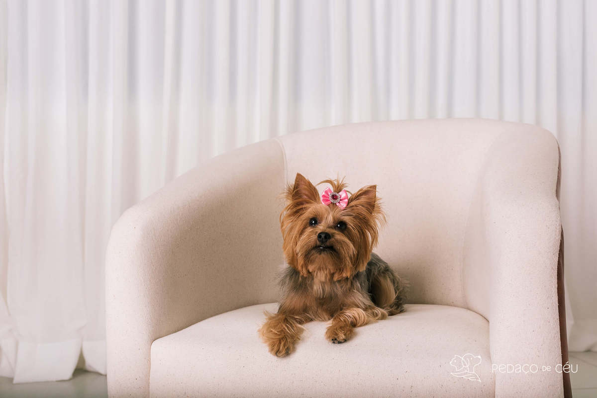 ensaio pet yorkshire estúdio rio de janeiro