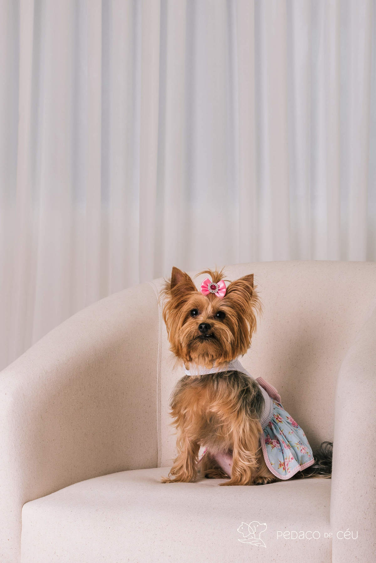 ensaio pet yorkshire estúdio rio de janeiro