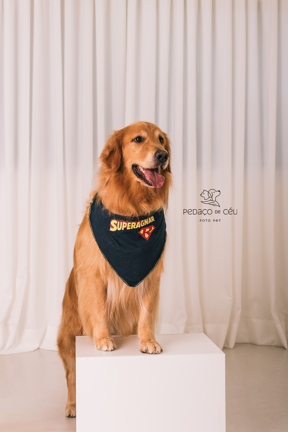 Ensaio Golden retriever estúdio Rio de Janeiro