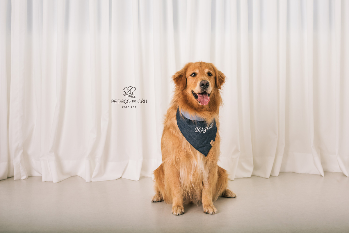 Ensaio Golden retriever estúdio Rio de Janeiro