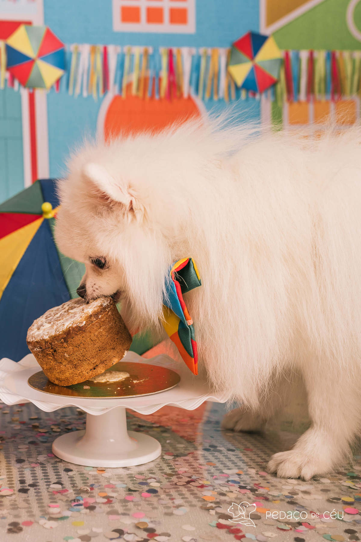 cake smash spitz 1 aninho rio de janeiro