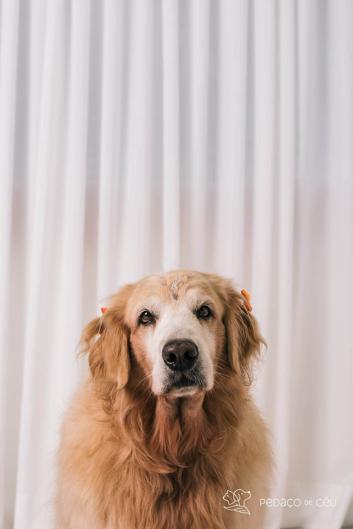 Ensaio pet em estúdio Rio de Janeiro Golden retriever