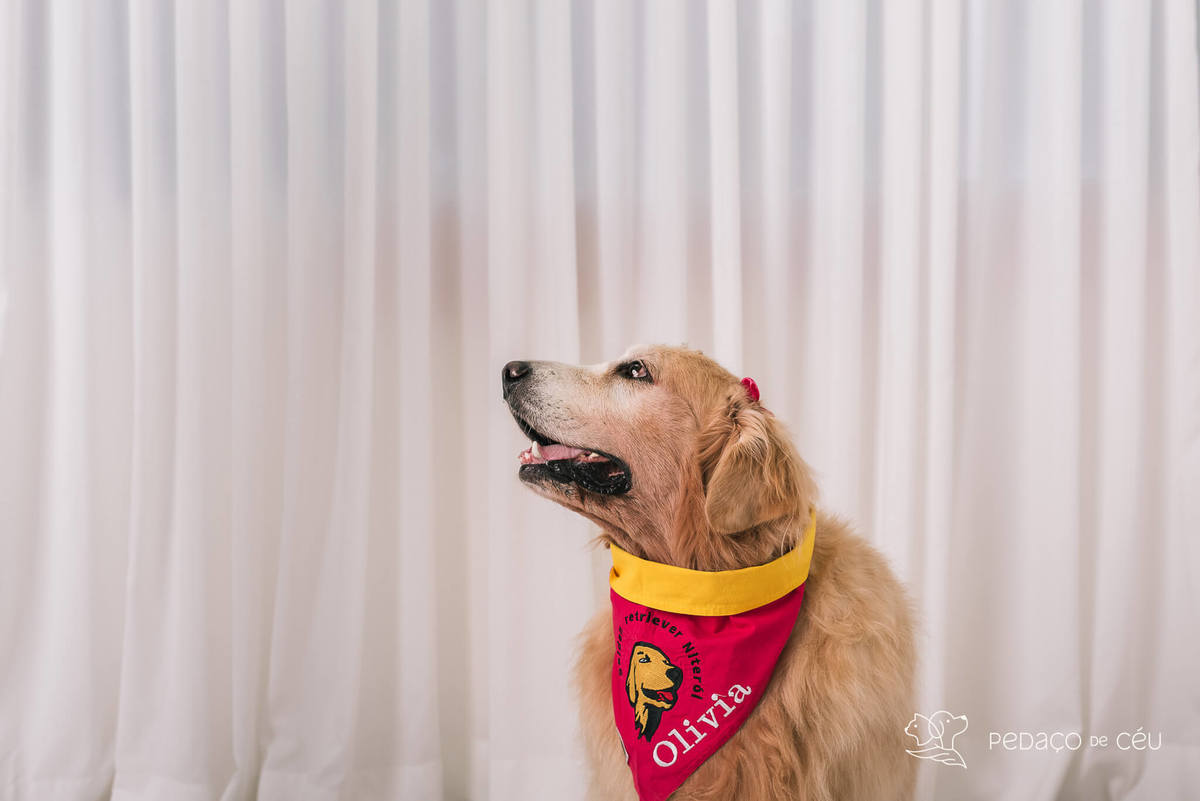 Ensaio pet em estúdio Rio de Janeiro Golden retriever