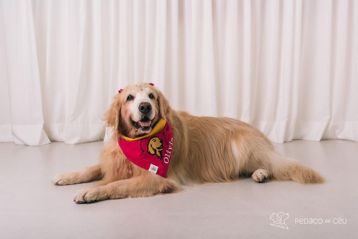 Ensaio pet em estúdio Rio de Janeiro Golden retriever