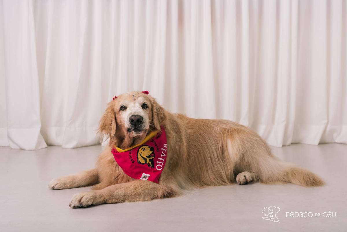 Ensaio pet em estúdio Rio de Janeiro Golden retriever