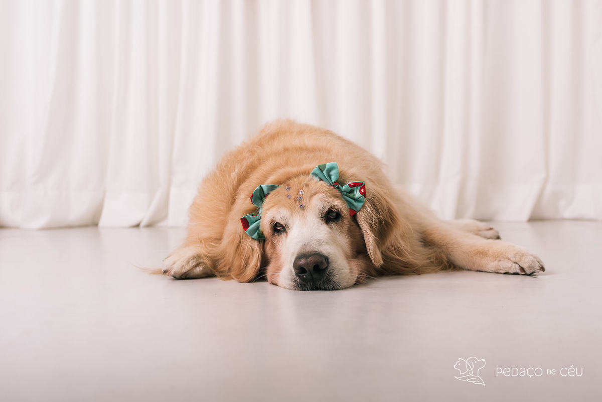 Ensaio pet em estúdio Rio de Janeiro Golden retriever