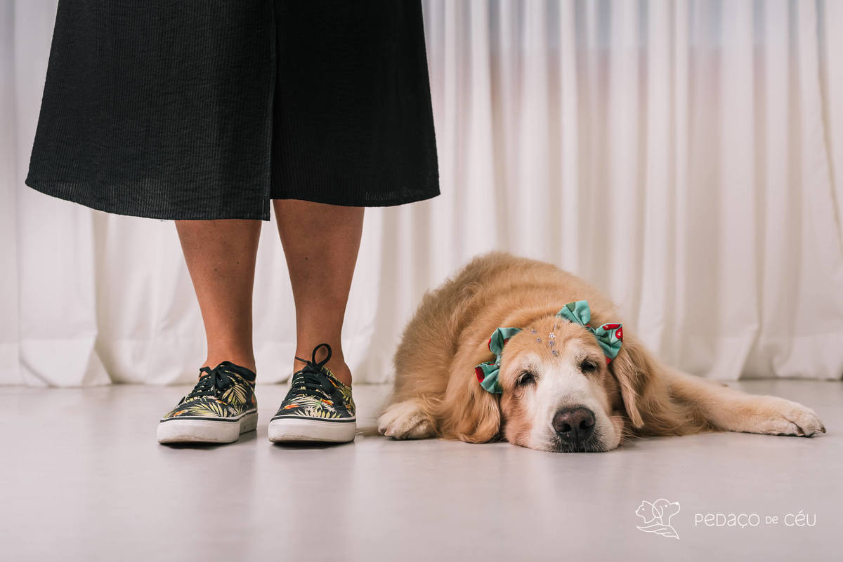 Ensaio pet em estúdio Rio de Janeiro Golden retriever