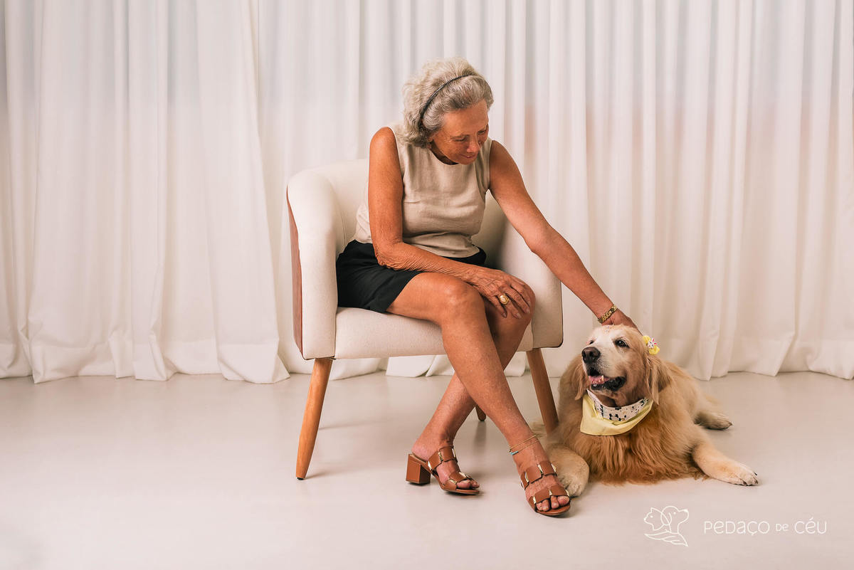 Ensaio pet em estúdio Rio de Janeiro Golden retriever