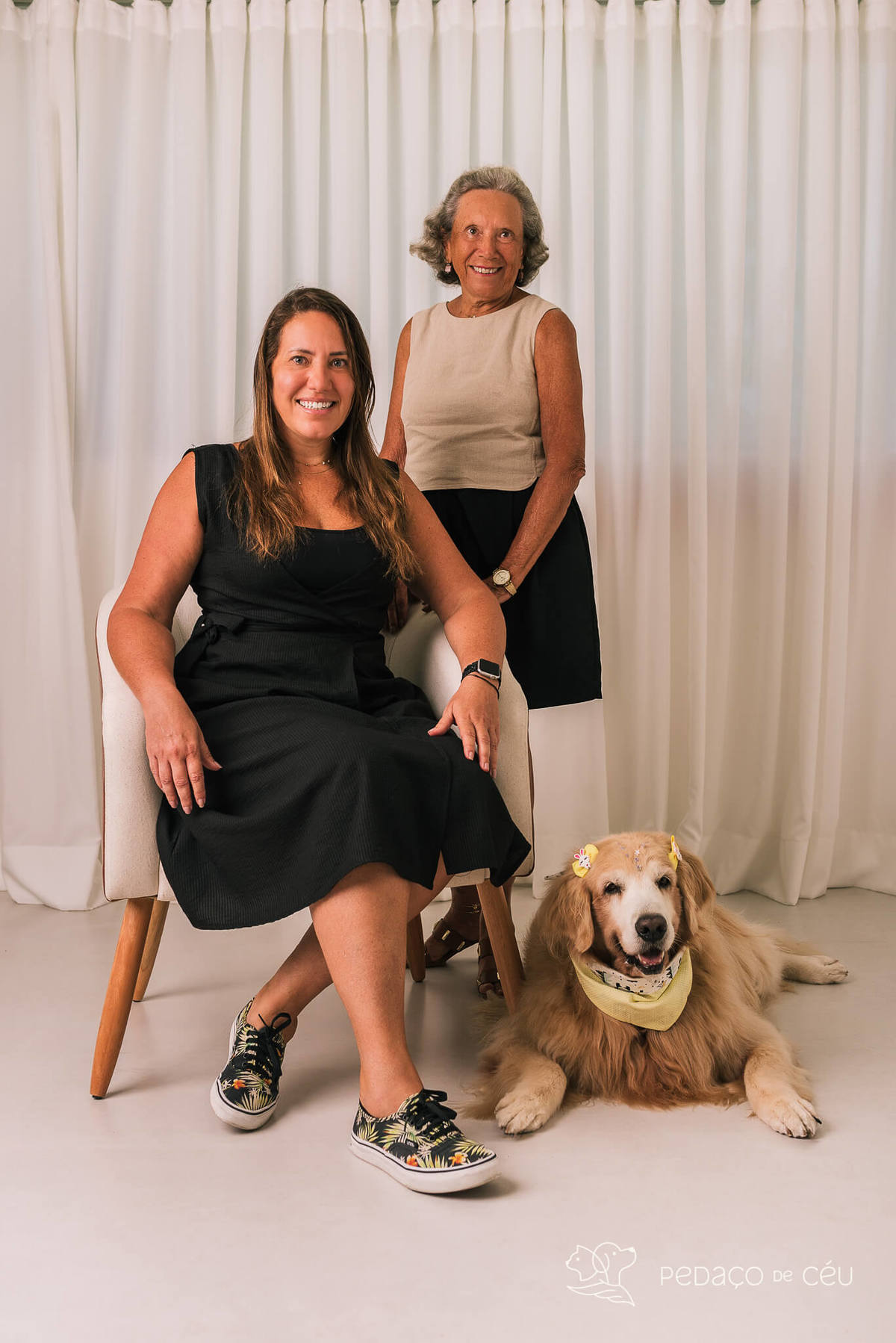 Ensaio pet em estúdio Rio de Janeiro Golden retriever