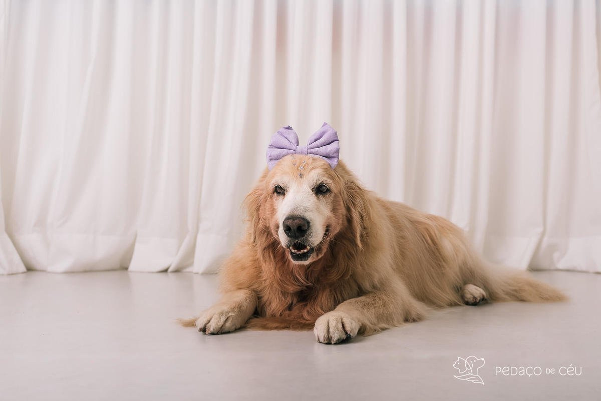 Ensaio pet em estúdio Rio de Janeiro Golden retriever