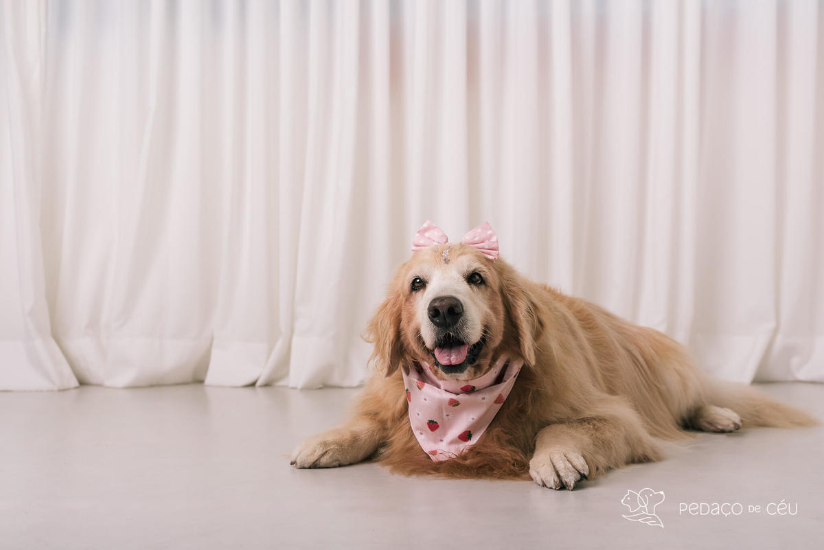 Ensaio pet em estúdio Rio de Janeiro Golden retriever