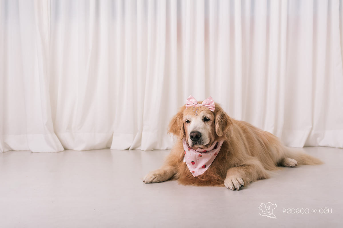 Ensaio pet em estúdio Rio de Janeiro Golden retriever