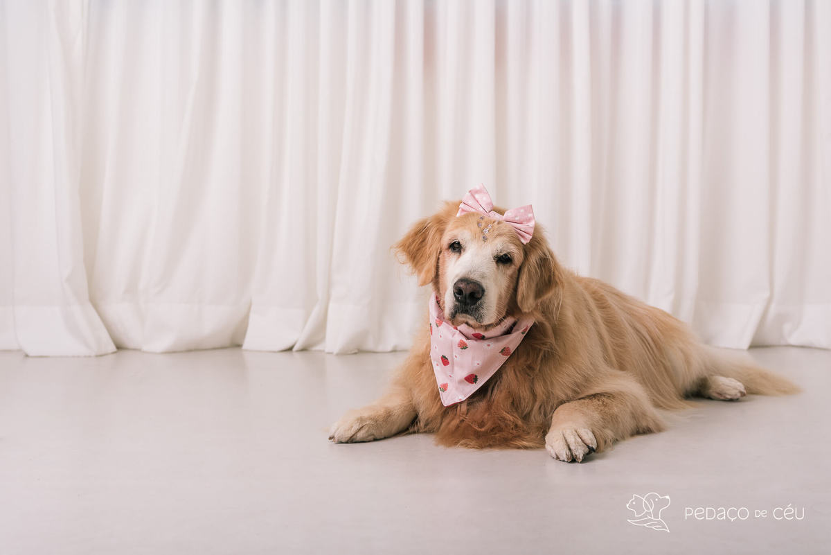 Ensaio pet em estúdio Rio de Janeiro Golden retriever