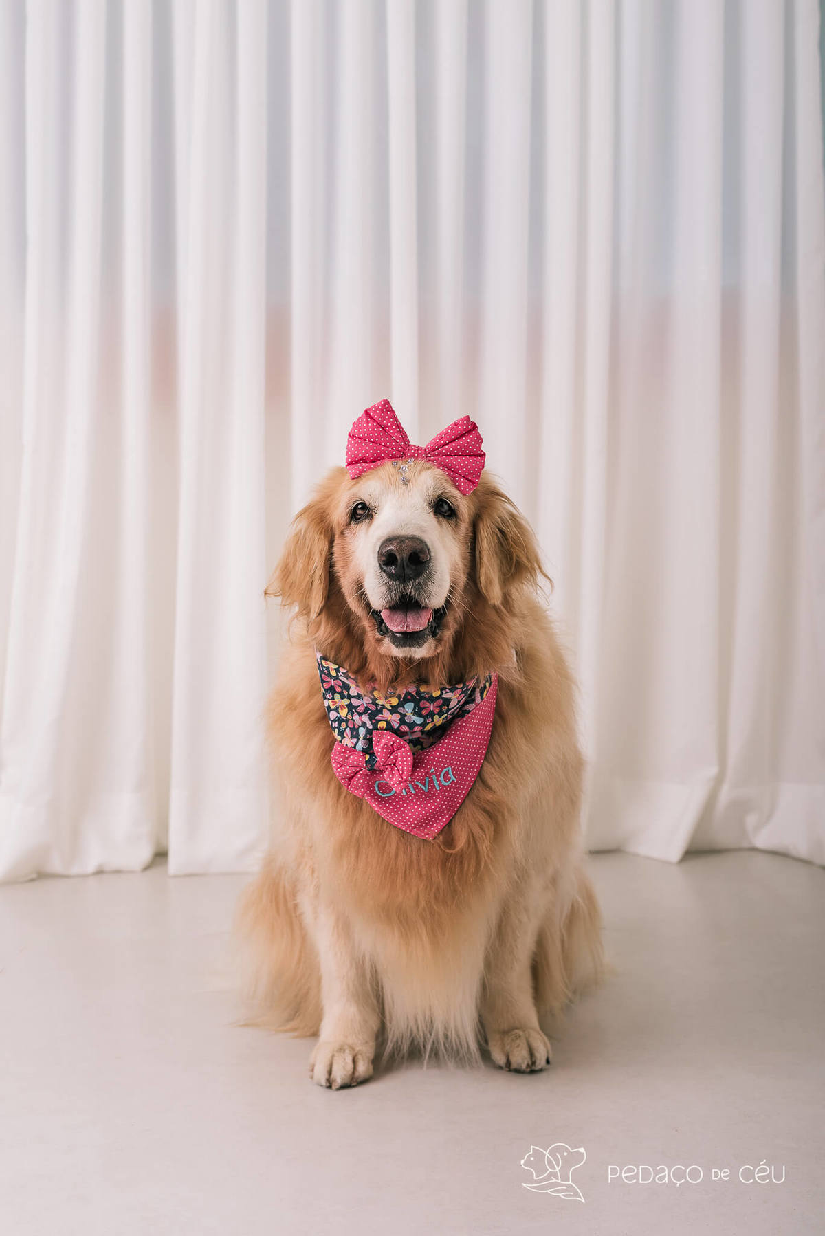 Ensaio pet em estúdio Rio de Janeiro Golden retriever