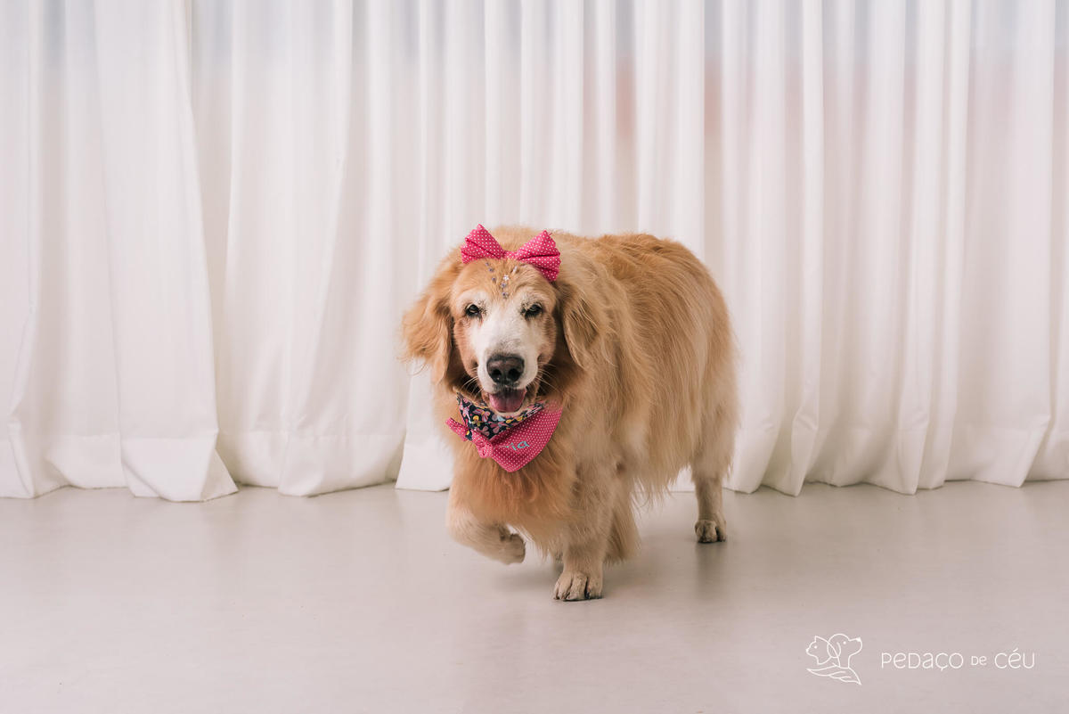 Ensaio pet em estúdio Rio de Janeiro Golden retriever