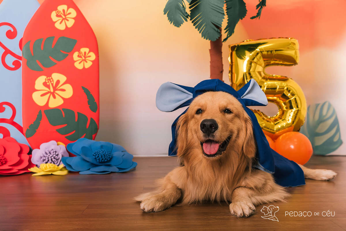 cake smash golden estudio pet friendly rj