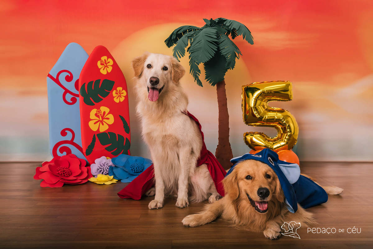 cake smash golden estudio pet friendly rj