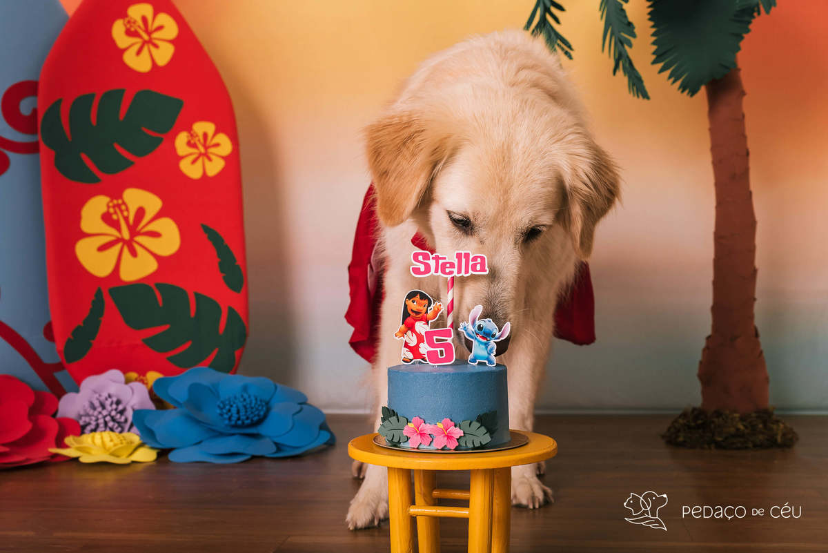cake smash golden estudio pet friendly rj