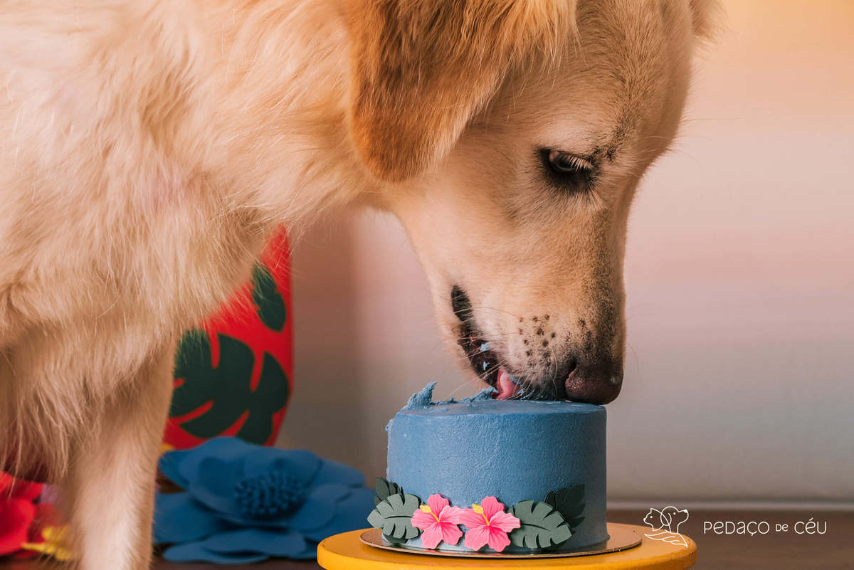 cake smash golden estudio pet friendly rj