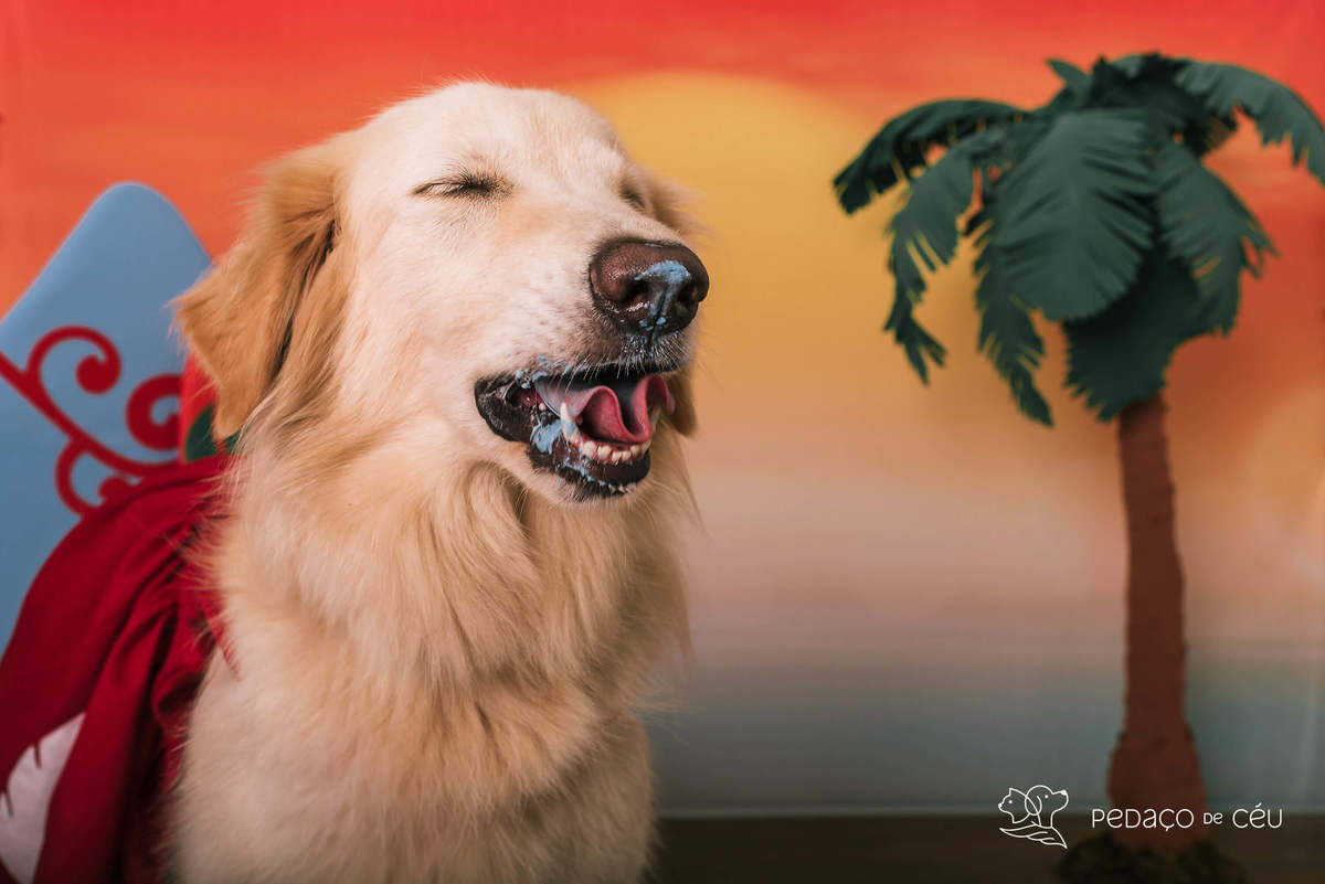 cake smash golden estudio pet friendly rj