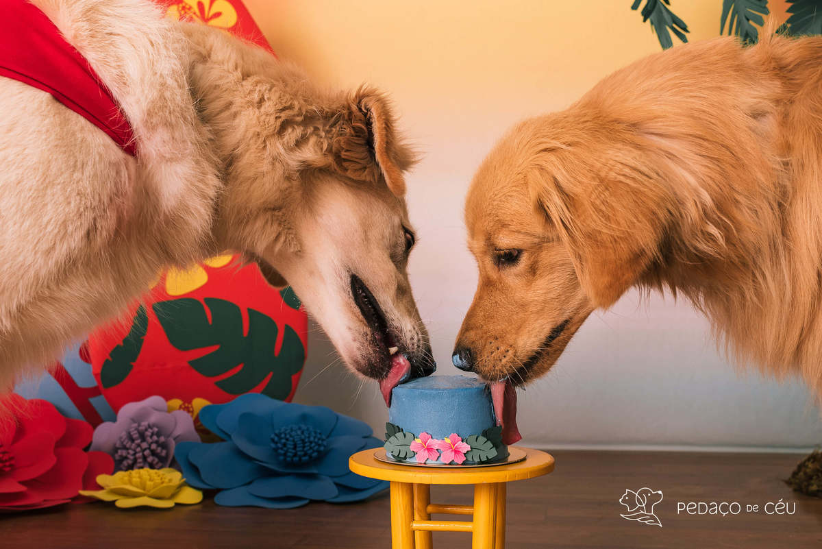 cake smash golden estudio pet friendly rj
