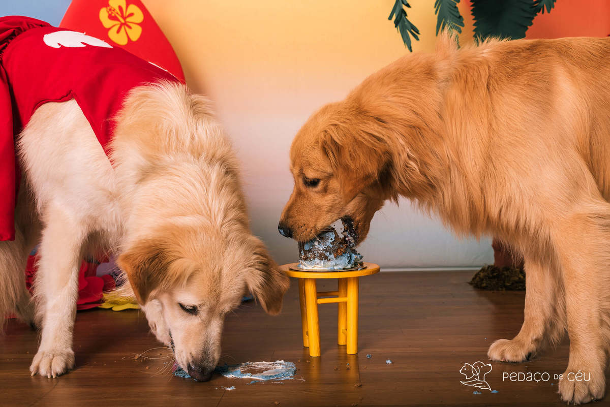 cake smash golden estudio pet friendly rj