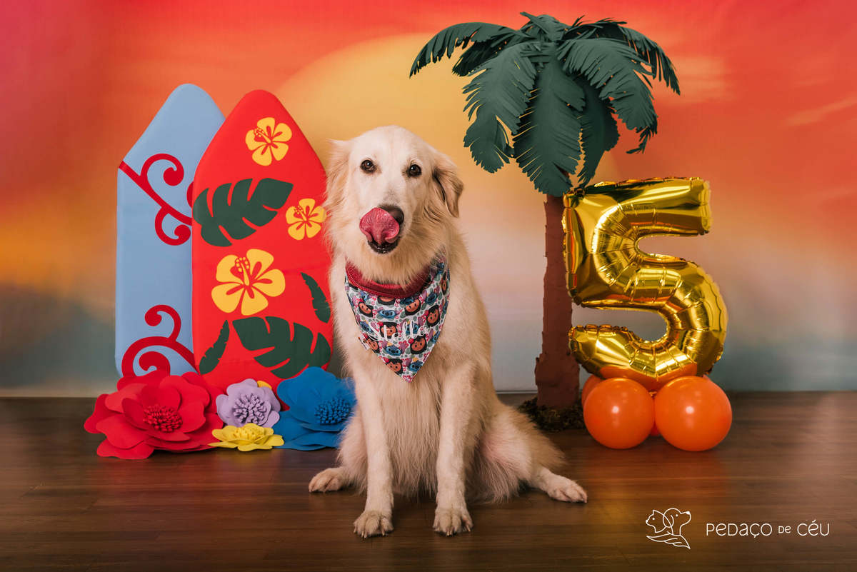 cake smash golden estudio pet friendly rj
