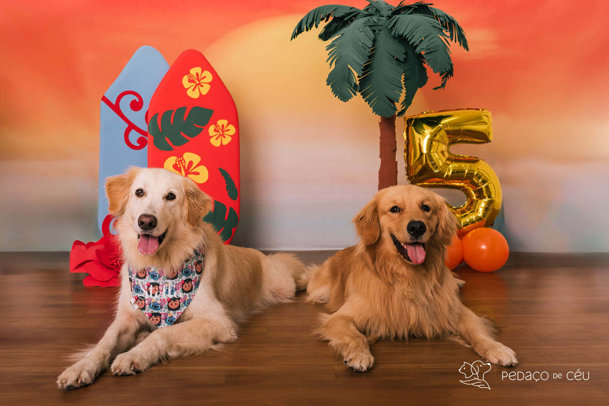 cake smash golden estudio pet friendly rj