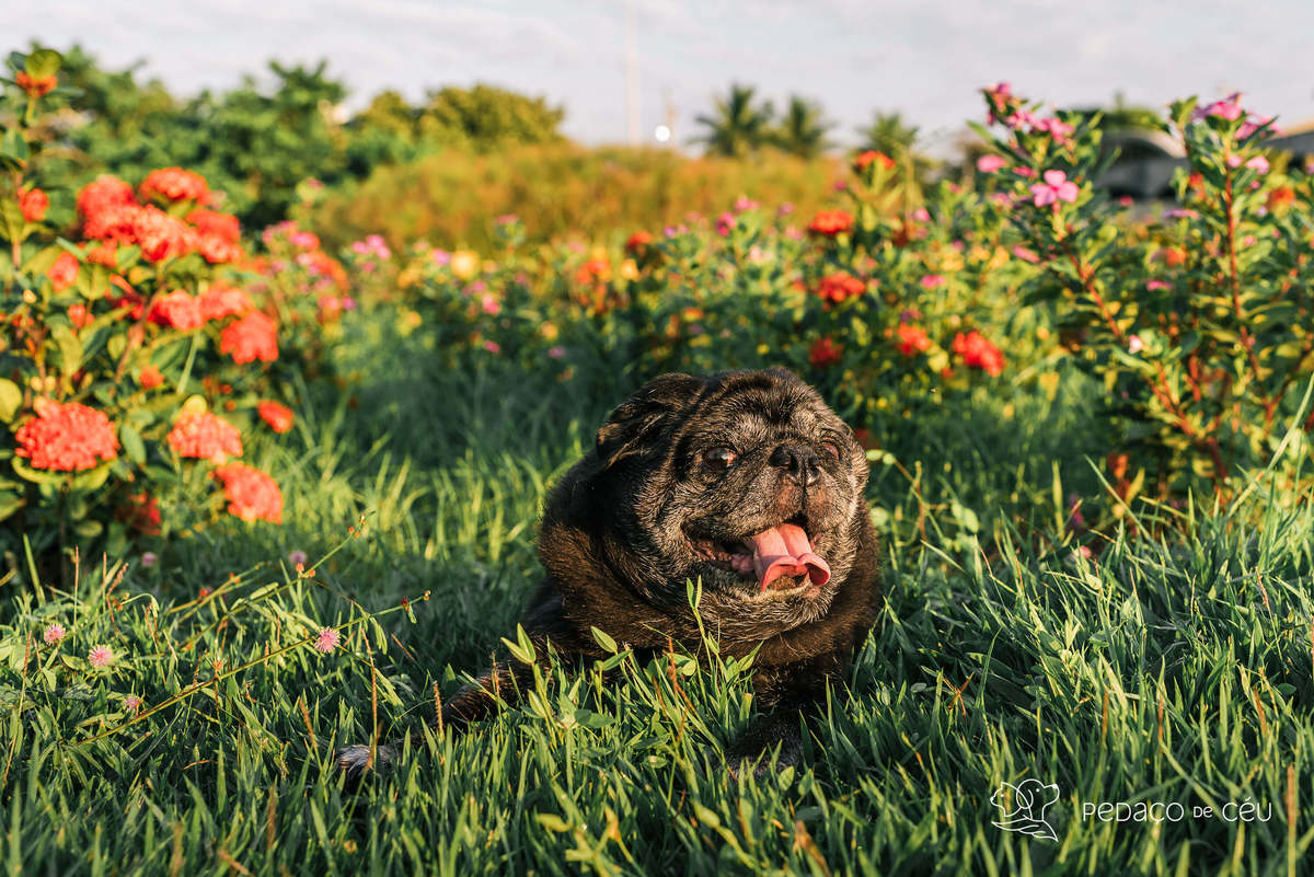 foto pet pug Aterro do Flamengo