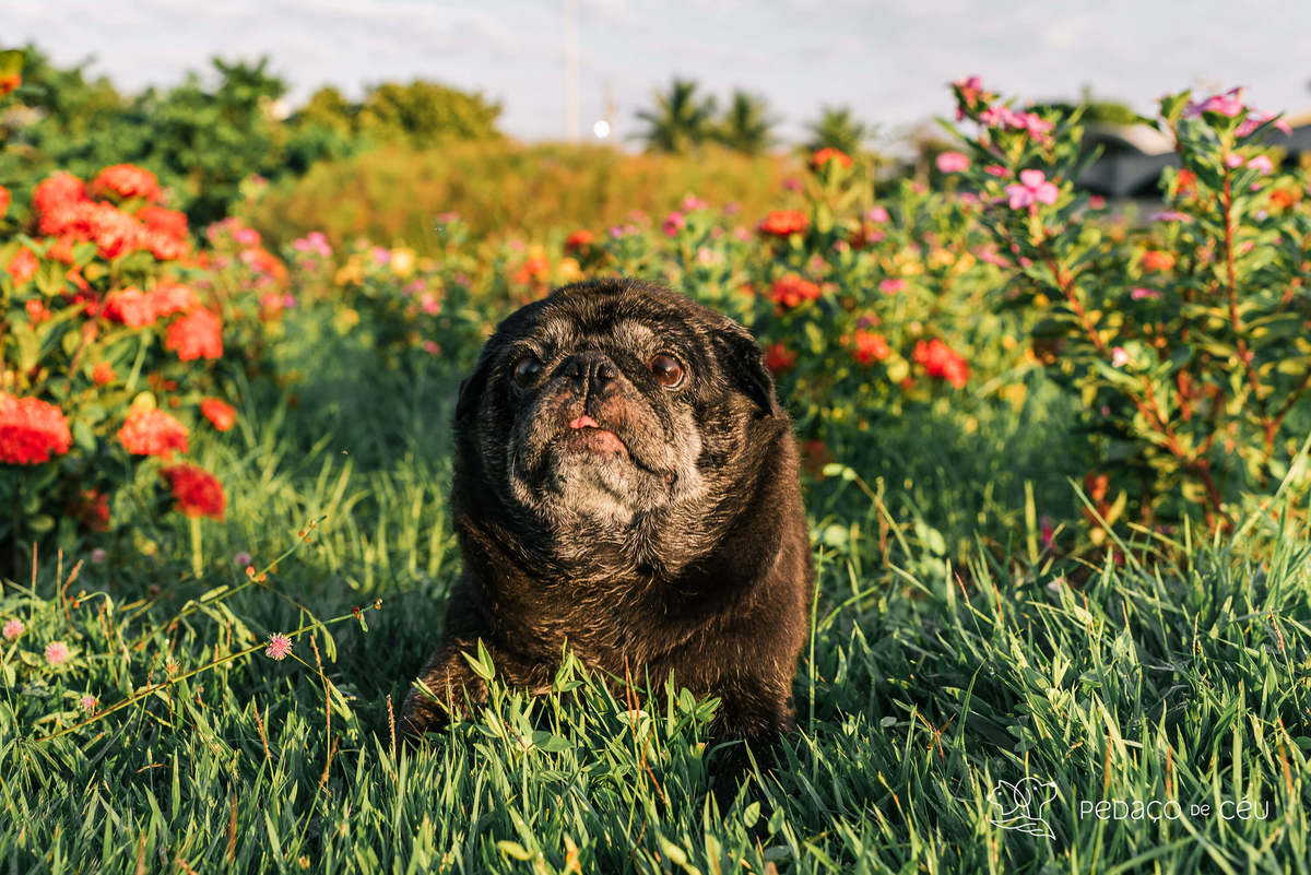 foto pet pug Aterro do Flamengo