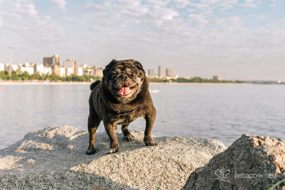 foto pet pug Aterro do Flamengo