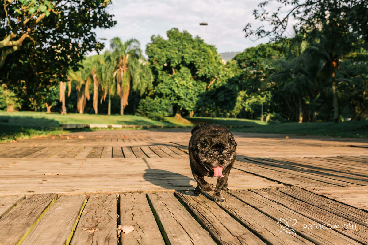 foto pet pug Aterro do Flamengo