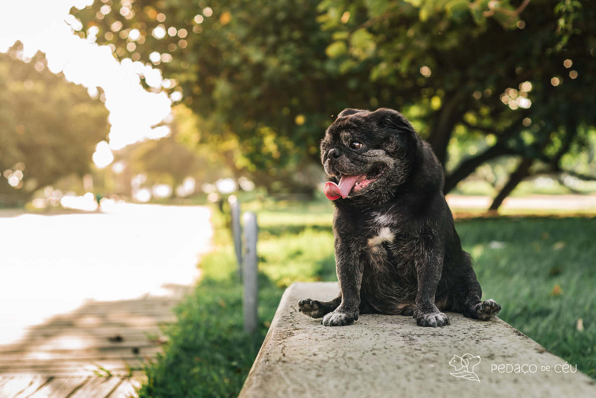 foto pet pug Aterro do Flamengo