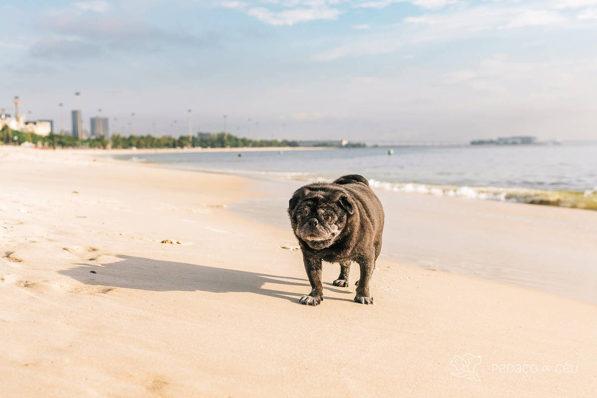 foto pet pug Aterro do Flamengo