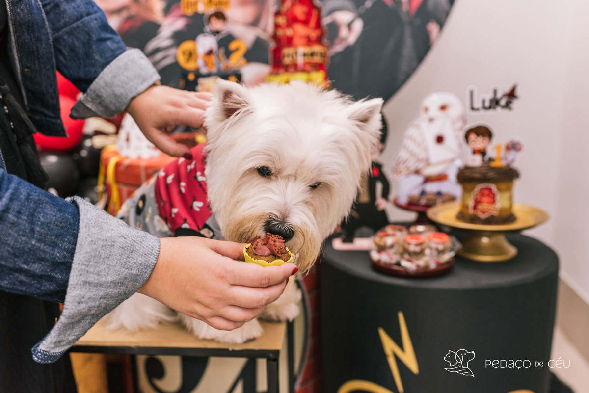 Espaço festa para pets rio de janeiro