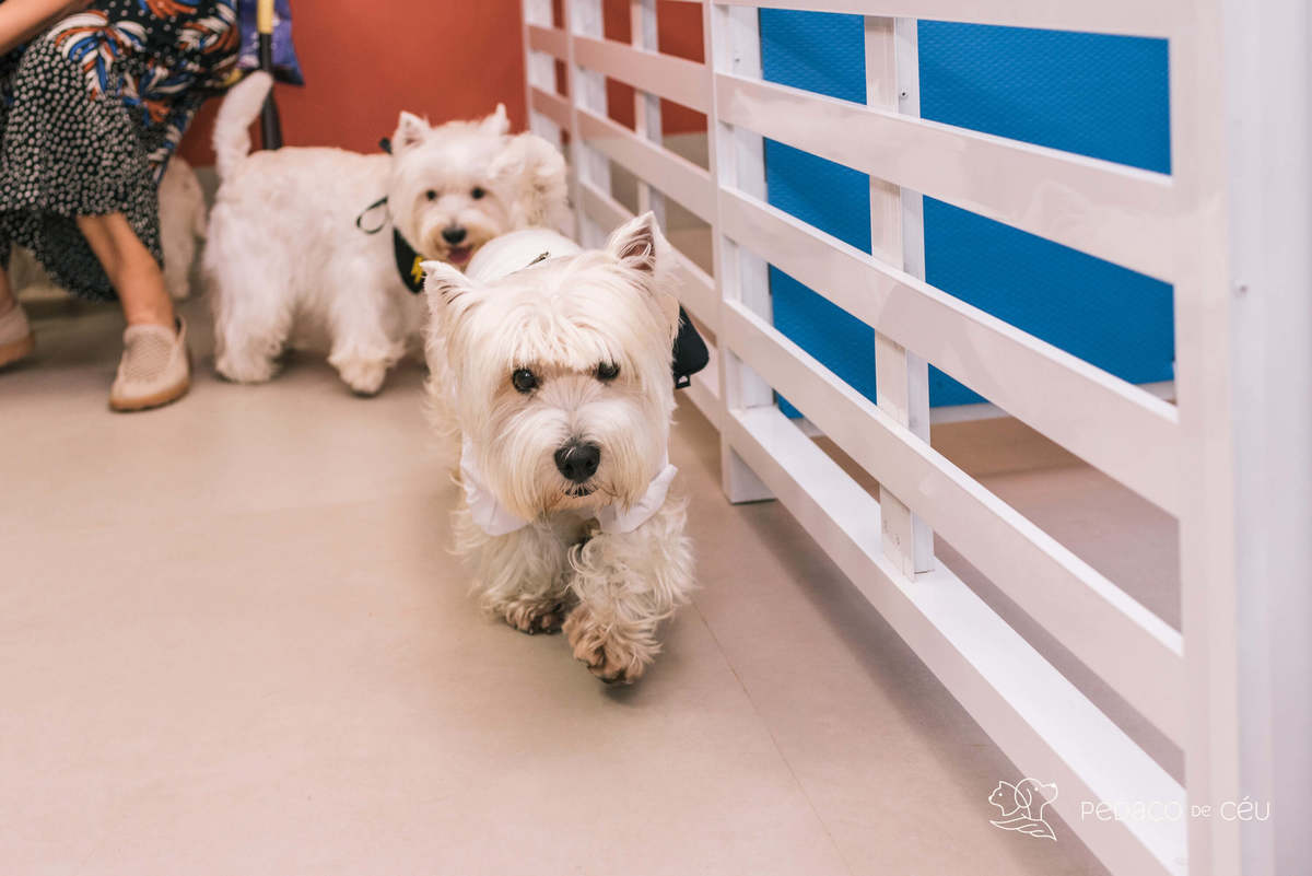 Espaço festa para pets rio de janeiro