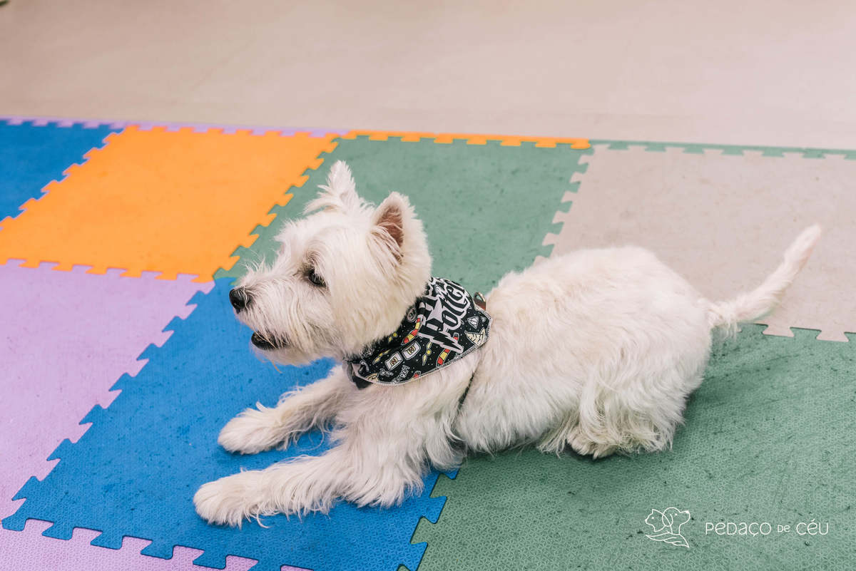 Espaço festa para pets rio de janeiro