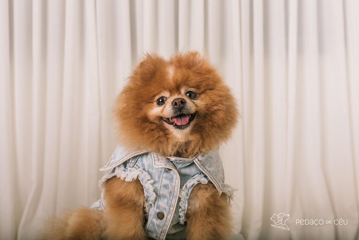Ensaio em estúdio pet lulu da pomerânia Barra da Tijuca