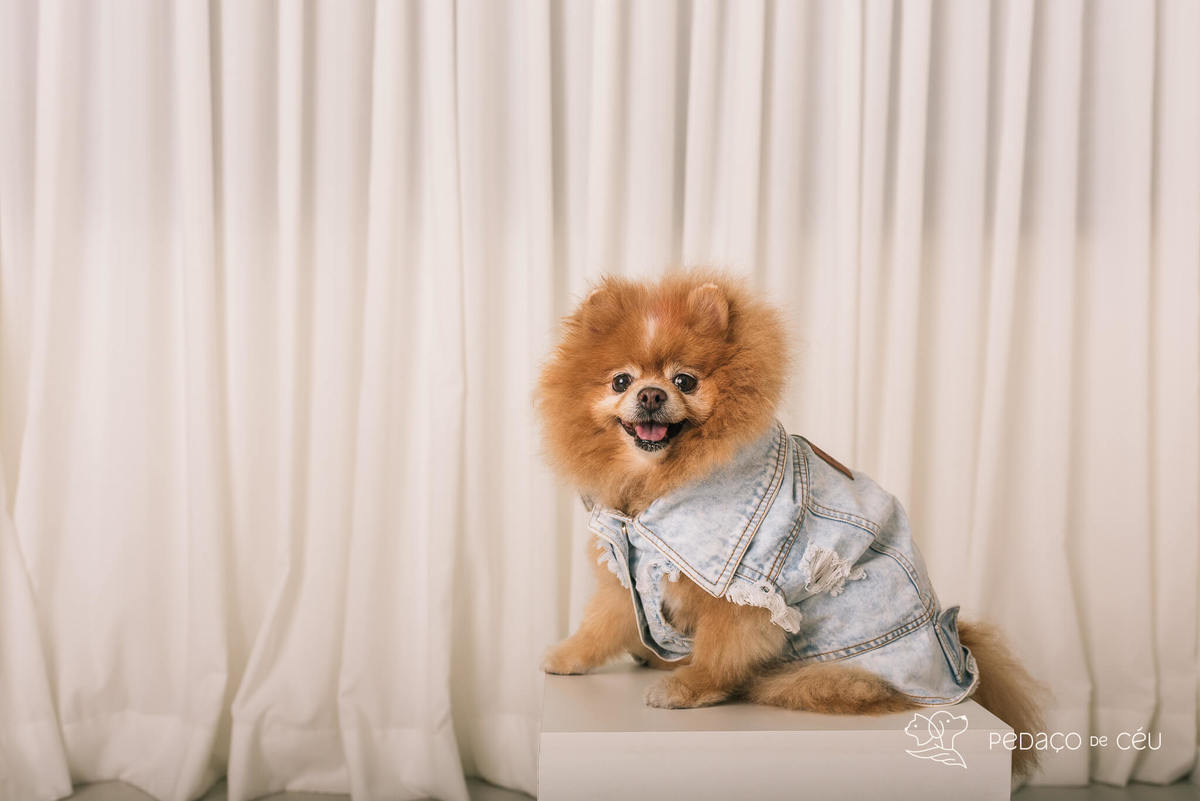 Ensaio em estúdio pet lulu da pomerânia Barra da Tijuca