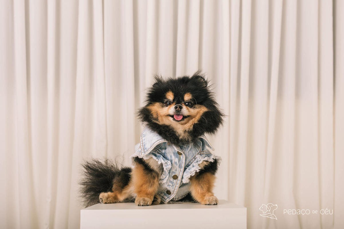 Ensaio em estúdio pet lulu da pomerânia Barra da Tijuca