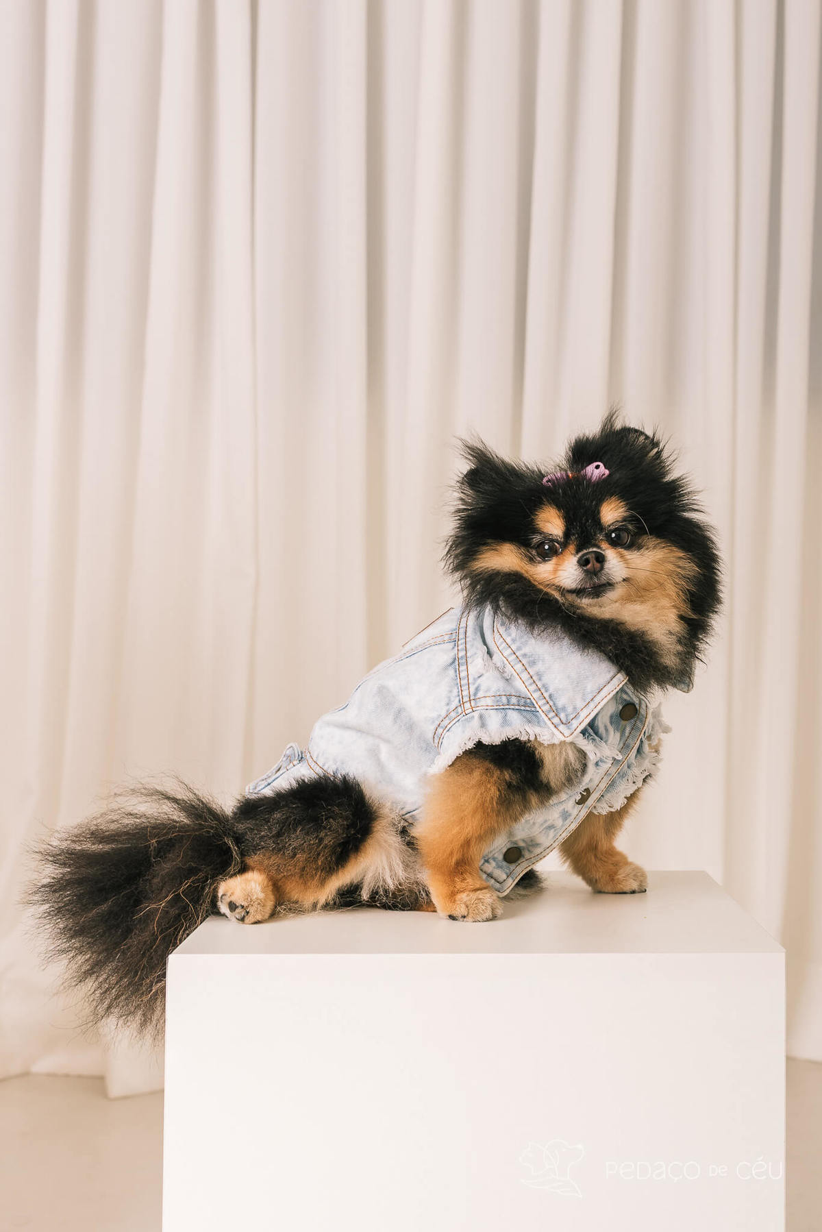 Ensaio em estúdio pet lulu da pomerânia Barra da Tijuca