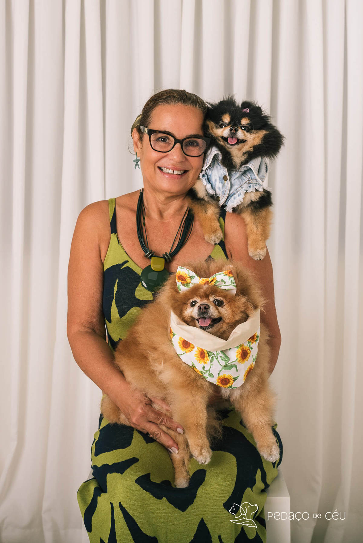 Ensaio em estúdio pet lulu da pomerânia Barra da Tijuca