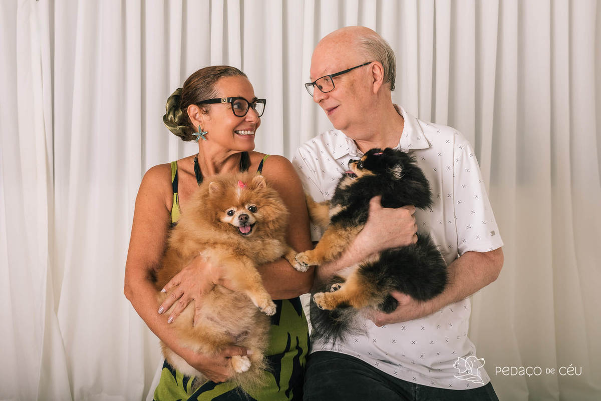 Ensaio em estúdio pet lulu da pomerânia Barra da Tijuca